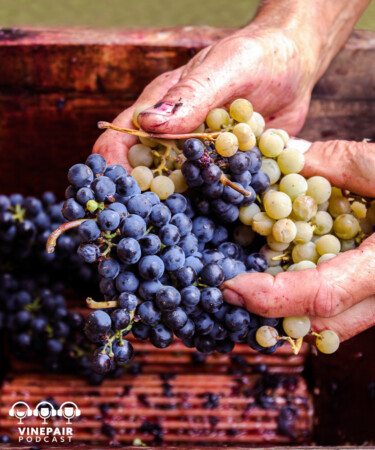 The VinePair Podcast: Should You Work in the Wine Industry?