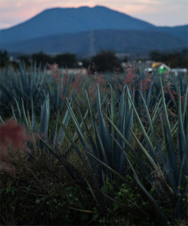 We Asked 10 Bartenders: What’s the Best High-ABV, ‘Still-Strength’ Tequila?