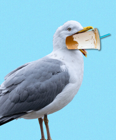 What on Earth Is a Fluffy Seagull Latte?