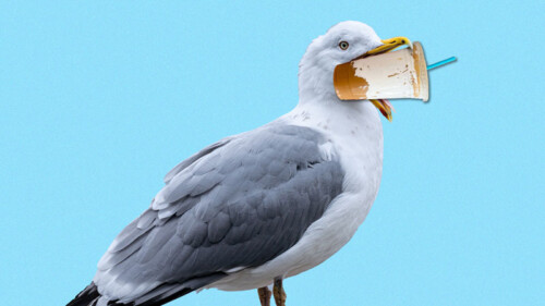 What on Earth Is a Fluffy Seagull Latte?