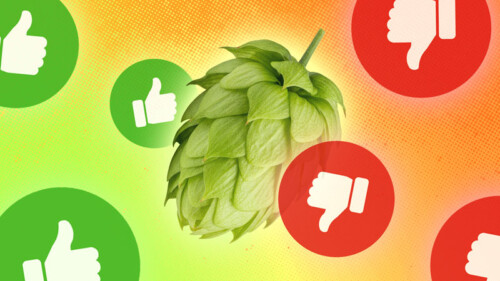 We Asked 14 Beer Pros: What Are the Most Overrated and Underrated Hops?