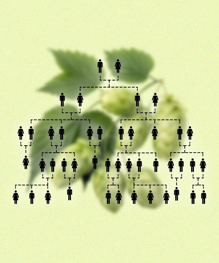 Beneath the Bines: The Multicultural Roots of the Pacific Northwest Hop Harvest