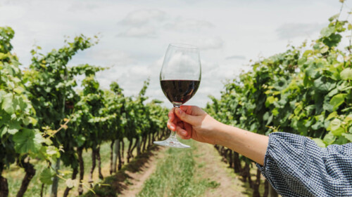 VinePair Chats With Sommelier and Beverage Director Amy Racine on Uruguay Wine