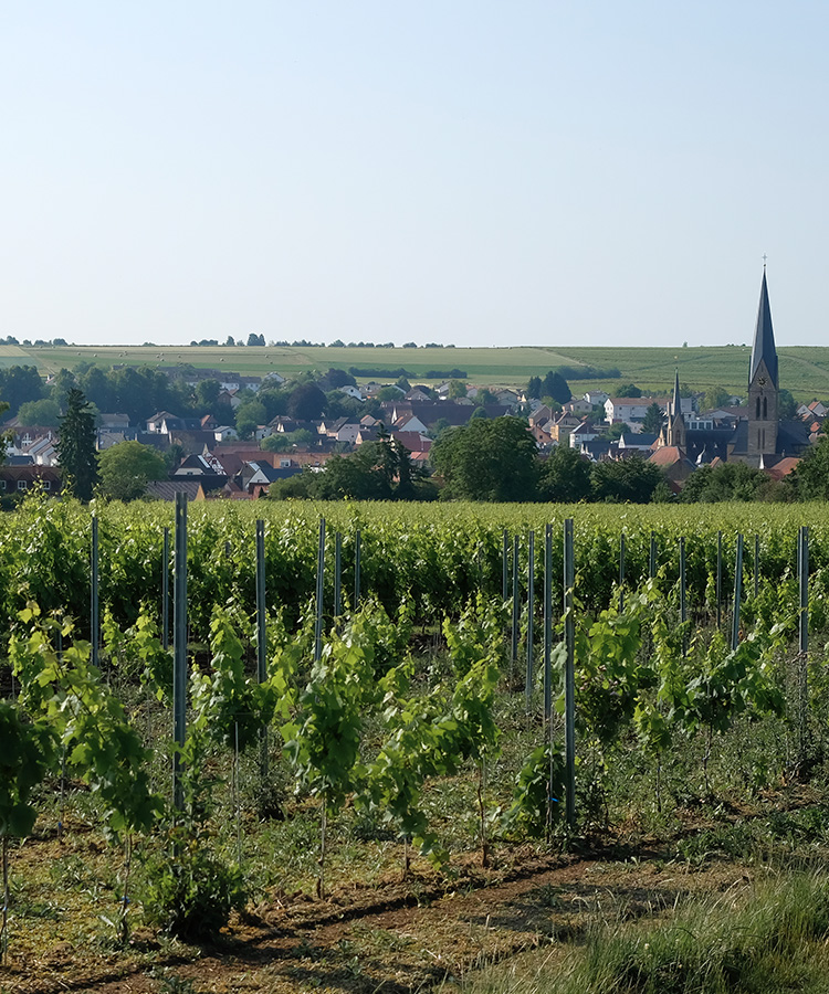 The World’s Best Pinot Noir Regions, Mapped