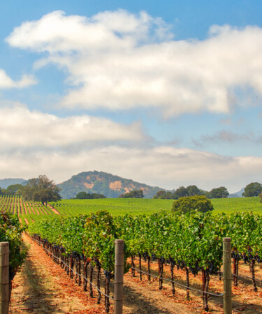 8 Producers You Should Know to Get Into Sonoma Pinot Noir