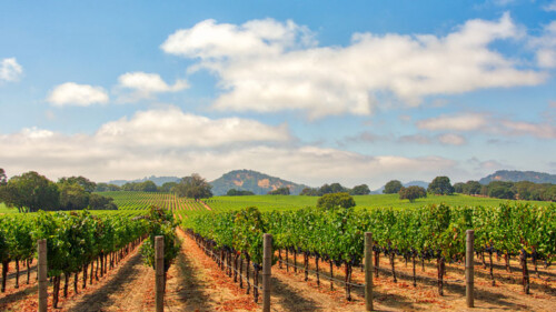 8 Producers You Should Know to Get Into Sonoma Pinot Noir