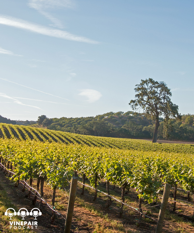 The VinePair Podcast: Are There Too Many Wineries in America?
