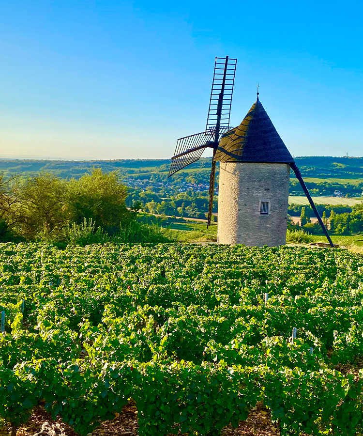The Burgundy Villages With the Most Grand Cru Vineyards [Infographic]