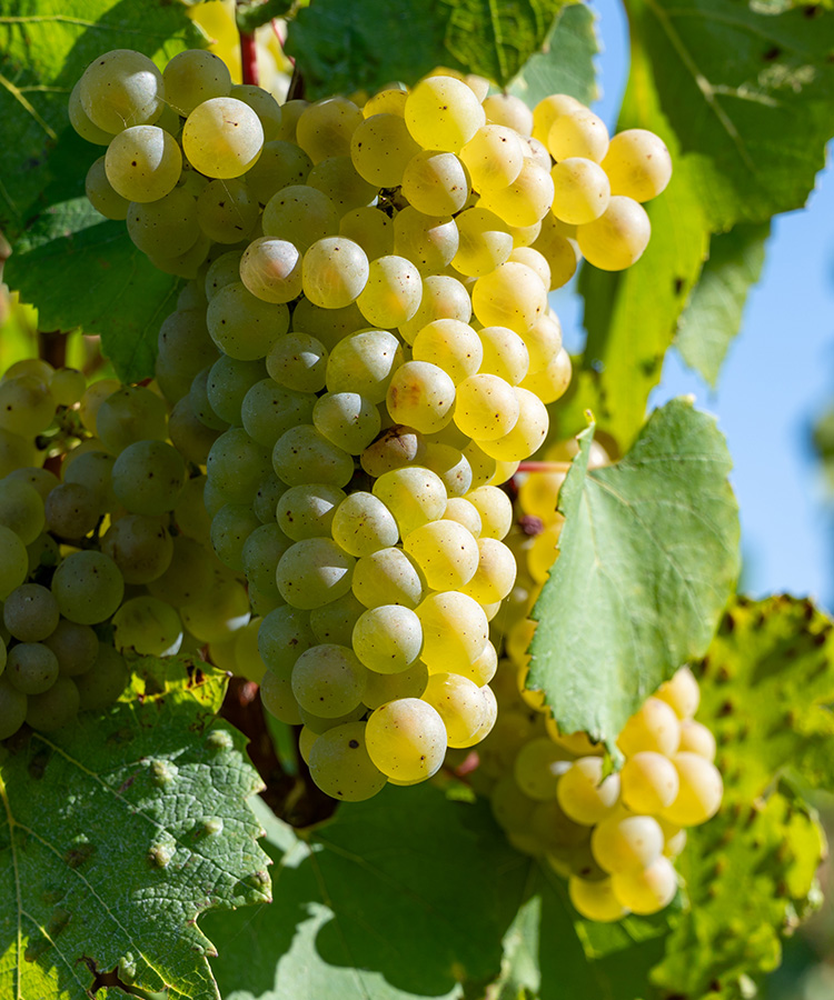 The World’s Best Chardonnay Regions, Mapped