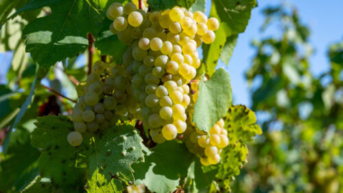 The World’s Best Chardonnay Regions, Mapped