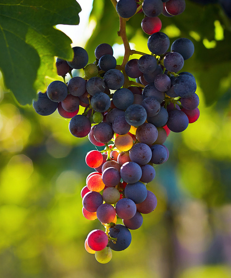 10 of the Most Popular Hybrid Grapes [Infographic]