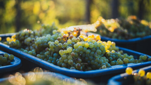 The World’s Best Riesling Regions, Mapped