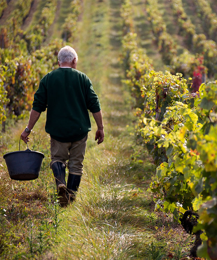 10 Producers You Should Know to Get Into Burgundy