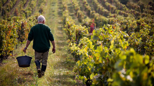 10 Producers You Should Know to Get Into Burgundy