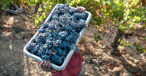 10 Producers You Should Know to Get Into Napa Valley Cabernet Sauvignon