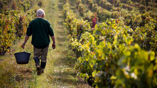 10 of Burgundy’s Most Legendary Vintages