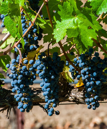 Ask a Sommelier: What Is Rutherford Dust?