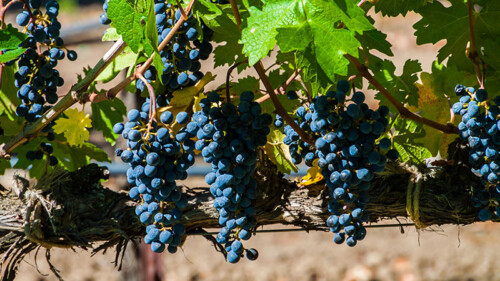 Ask a Sommelier: What Is Rutherford Dust?