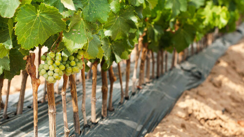 Ask a Wine Pro: Do Grape Clones Really Matter?