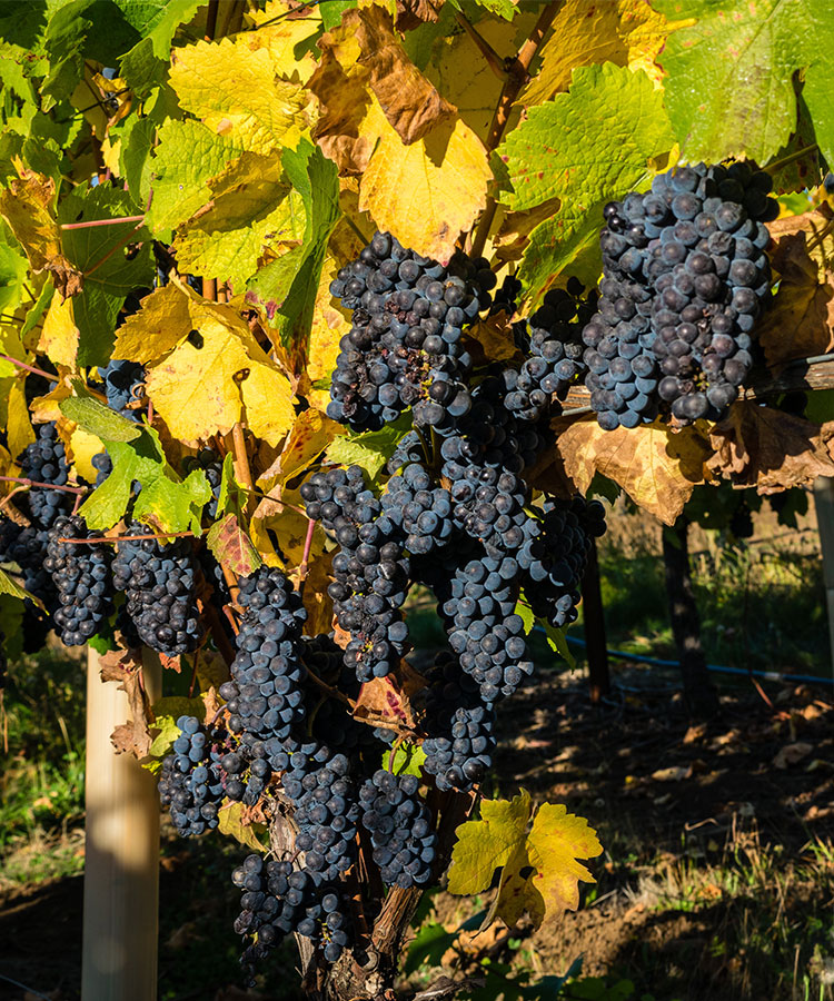 10 Producers You Should Know to Get Into Oregon Pinot Noir