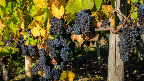 10 Producers You Should Know to Get Into Oregon Pinot Noir