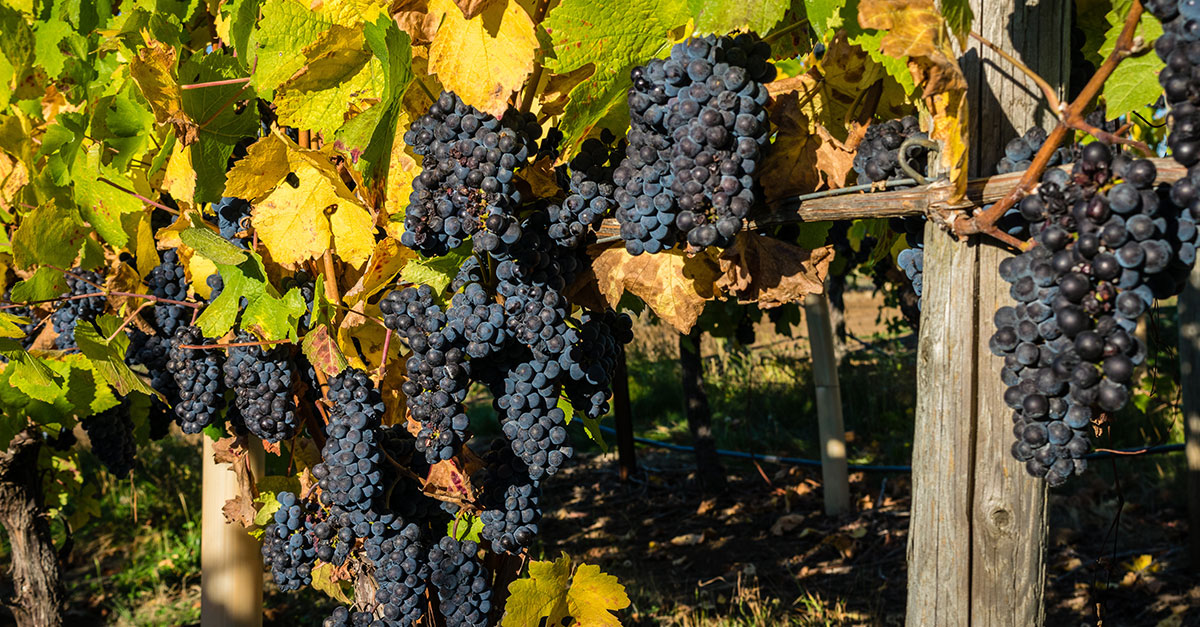 oregon-pinot-noir-producers-to-know-soci