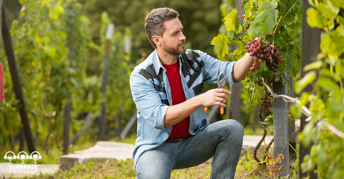 The VinePair Podcast: Where Do Winemakers Come From?