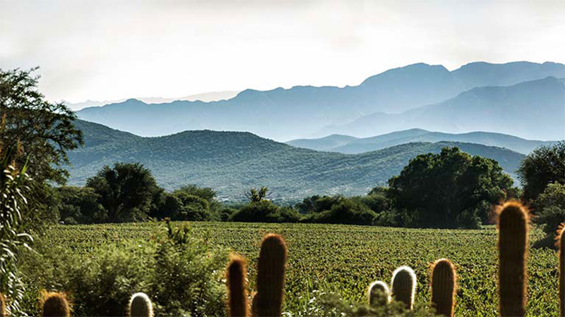 Salta, Argentina, is one of the best wine destinations for 2026.