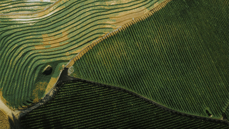 Austrian Sauvignon Blanc is an alternative to Sancerre.