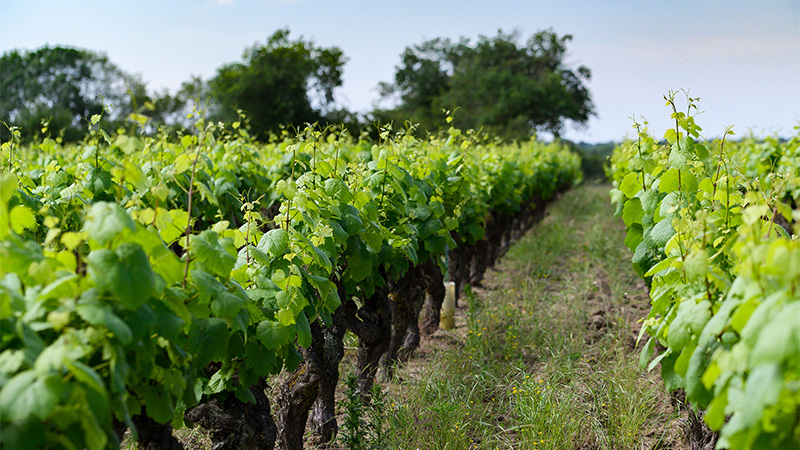 Muscadet Sèvre-et-Maine is an alternative to Sancerre, the ultra-popular Sauvingon Blanc.