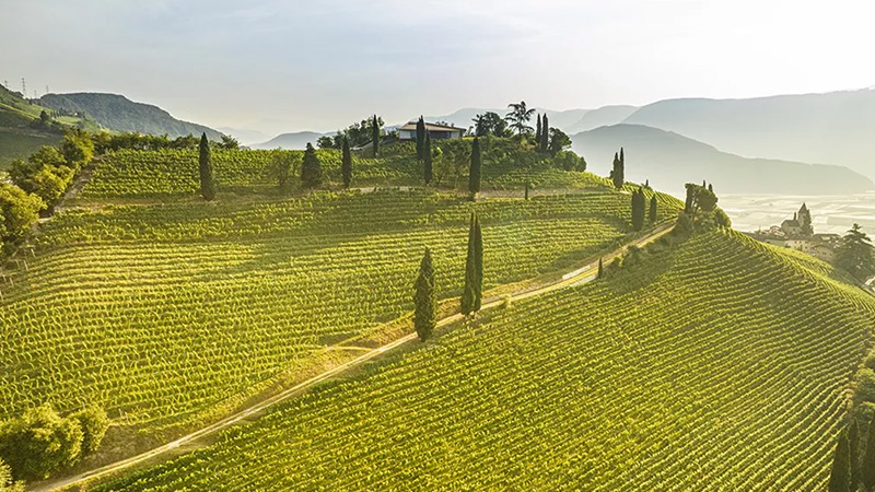 Northern Italian Sauvignon Blanc is an alternative to Sancerre.