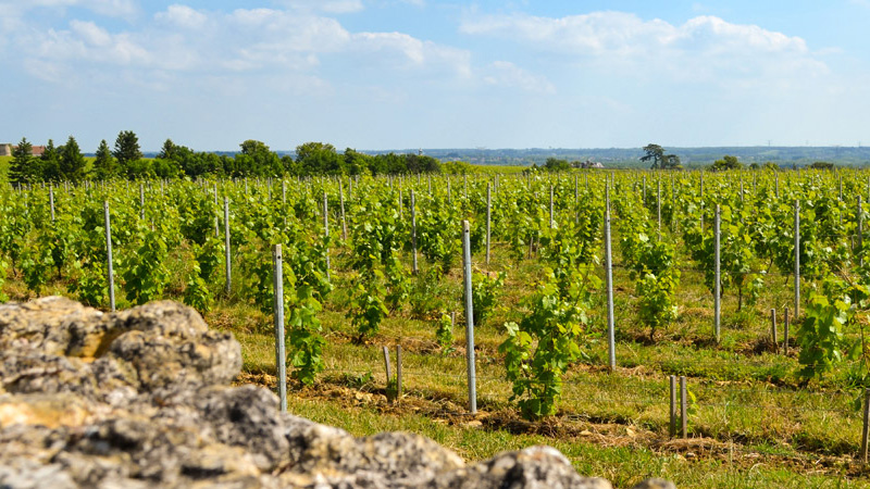 Touraine is an alternative to Sancerre, the ultra-popular Sauvignon Blanc.