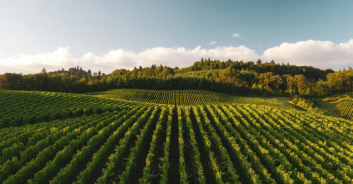 10 of the Oldest Wineries in the World, Mapped