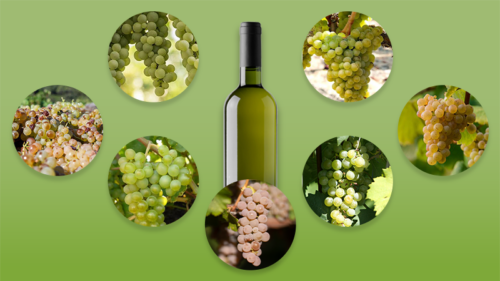 7 Grape Varieties to Try if You Love Sauvignon Blanc