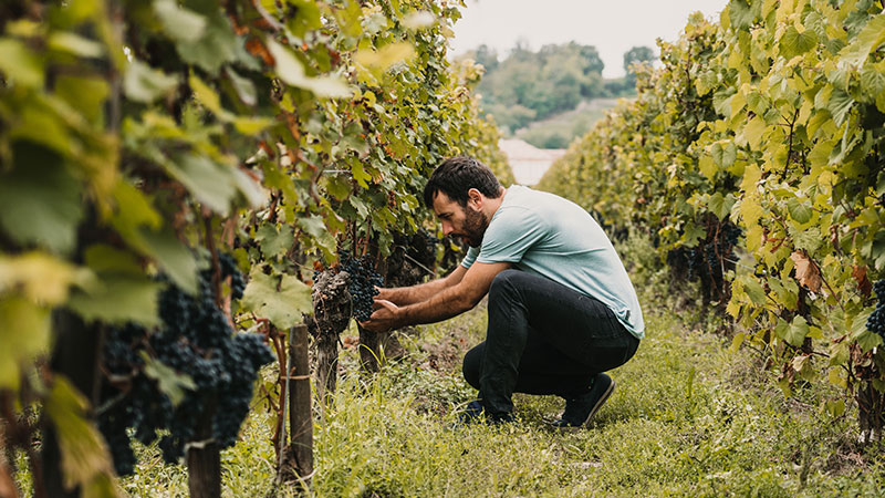Booze News Weekly Roundup: Brown-Forman CEO to Retire, Unusually Early Harvest in Santa Barbara, and More