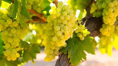 The 30 Best Chardonnays for 2026