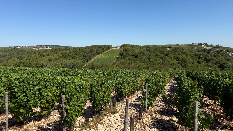 These are 18 of the best Loire Valley white wines beyond Sancerre.