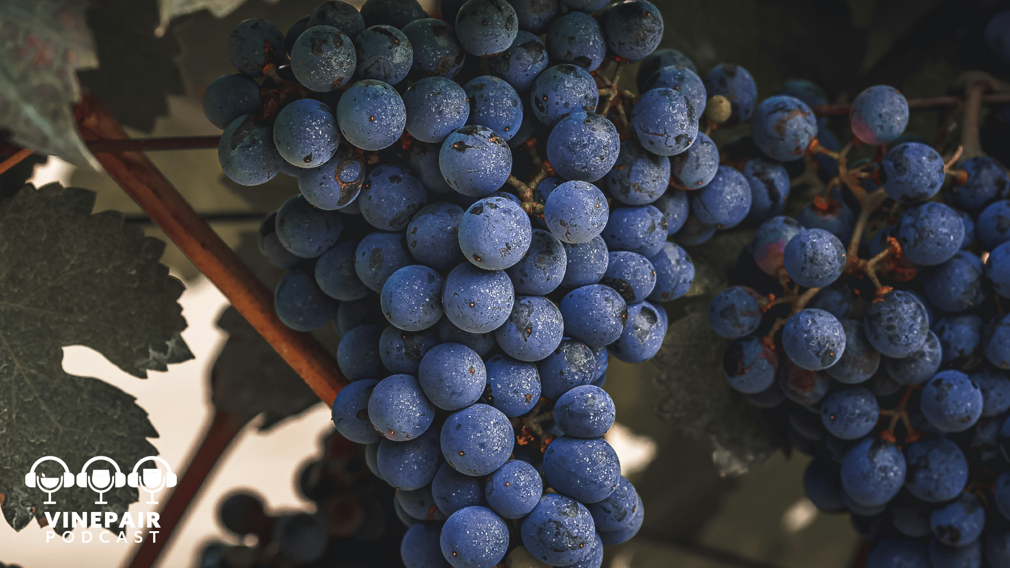 The VinePair Podcast: Cabernet Is Still 