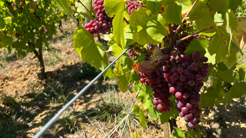 Most wine drinkers are familiar with Chardonnay, but there's a certain type of the grape that might come as a surprise: Pink Chardonnay.