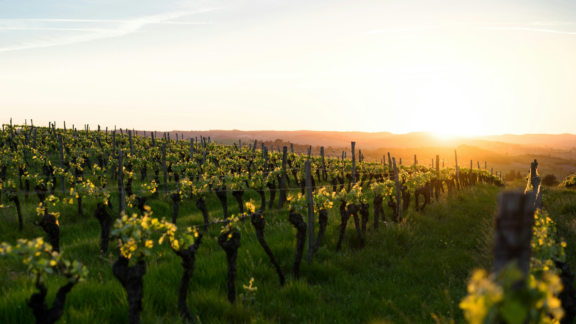 Wine 101: Wine Noise Part IV: Glyphosate