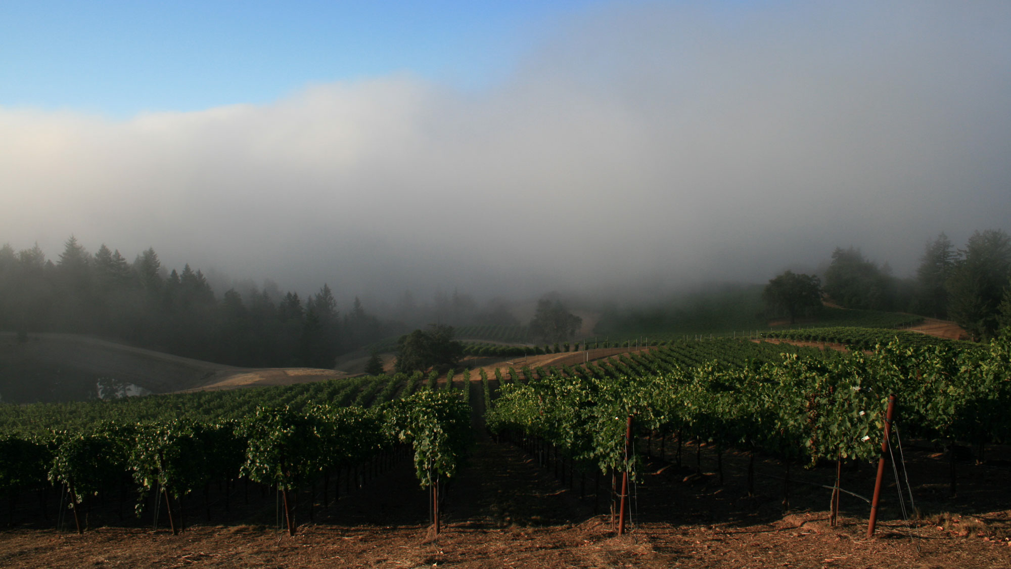 Wine 101: Quiet Reflection on a Personal